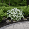  Brunnera ‘Jack Frost’ available at Fanelli Landscape Supply Staten Island 