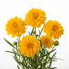  Coreopsis ‘Early Sunrise’ available at Fanelli Landscape Supply Staten Island 
