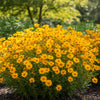  Coreopsis ‘Early Sunrise’ available at Fanelli Landscape Supply Staten Island 