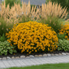  Coreopsis ‘Early Sunrise’ available at Fanelli Landscape Supply Staten Island 