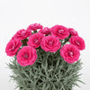  Dianthus ‘American Pie Cherry Pie’ available at Fanelli Landscape Supply Staten Island 