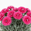 Dianthus ‘American Pie Cherry Pie’ available at Fanelli Landscape Supply Staten Island 