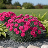 Dianthus ‘American Pie Cherry Pie’ available at Fanelli Landscape Supply Staten Island 