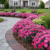 Dianthus ‘American Pie Cherry Pie’ available at Fanelli Landscape Supply Staten Island 