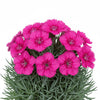  Dianthus ‘Firewitch’ available at Fanelli Landscape Supply Staten Island 