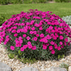  Dianthus ‘Firewitch’ available at Fanelli Landscape Supply Staten Island 