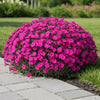 Dianthus ‘Firewitch’ available at Fanelli Landscape Supply Staten Island 