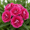  Dianthus ‘Vivid Bright Lights’ available at Fanelli Landscape Supply Staten Island 