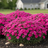  Dianthus ‘Vivid Bright Lights’ available at Fanelli Landscape Supply Staten Island 