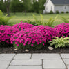  Dianthus ‘Vivid Bright Lights’ available at Fanelli Landscape Supply Staten Island 