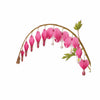 Dicentra spectabilis (Bleeding Heart) available at Fanelli Landscape Supply Staten Island 