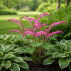 Dicentra spectabilis (Bleeding Heart) available at Fanelli Landscape Supply Staten Island 