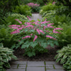Dicentra spectabilis (Bleeding Heart) available at Fanelli Landscape Supply Staten Island 