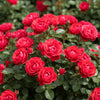 Knock Out Rose ‘Petite’ available at Fanelli Landscape Supply Staten Island