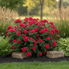Knock Out Rose ‘Petite’ available at Fanelli Landscape Supply Staten Island
