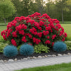Knock Out Rose ‘Petite’ available at Fanelli Landscape Supply Staten Island