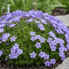  Phlox subulata ‘Emerald Cushion Blue’ available at Fanelli Landscape Supply Staten Island 