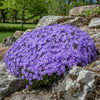  Phlox subulata ‘Emerald Cushion Blue’ available at Fanelli Landscape Supply Staten Island 