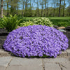  Phlox subulata ‘Emerald Cushion Blue’ available at Fanelli Landscape Supply Staten Island 