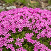Phlox subulata ‘Fort Hill’ available at Fanelli Landscape Supply Staten Island 