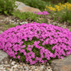 Phlox subulata ‘Fort Hill’ available at Fanelli Landscape Supply Staten Island 