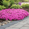 Phlox subulata ‘Fort Hill’ available at Fanelli Landscape Supply Staten Island 