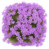 Phlox subulata ‘Purple Beauty’ available at Fanelli Landscape Supply Staten Island 