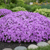 Phlox subulata ‘Purple Beauty’ available at Fanelli Landscape Supply Staten Island 