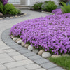 Phlox subulata ‘Purple Beauty’ available at Fanelli Landscape Supply Staten Island 