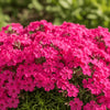  Phlox subulata ‘Scarlet Flame’ available at Fanelli Landscape Supply Staten Island