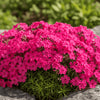  Phlox subulata ‘Scarlet Flame’ available at Fanelli Landscape Supply Staten Island