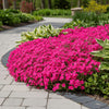  Phlox subulata ‘Scarlet Flame’ available at Fanelli Landscape Supply Staten Island