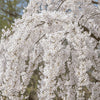 Snow Fountain Cherry Tree available at Fanelli Landscape Supply Staten Island