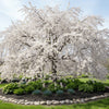 Snow Fountain Cherry Tree available at Fanelli Landscape Supply Staten Island
