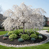 Snow Fountain Cherry Tree available at Fanelli Landscape Supply Staten Island