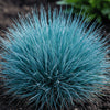 Close-up of Festuca Beyond Blue Grass showing fine-textured steel-blue blades.