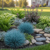 “Festuca Beyond Blue Grass used in a modern garden bed among stones and succulents.”