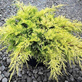 Gold Lace Juniper shrub in nursery container with bright golden foliage