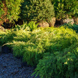 Gold Lace Juniper used as evergreen accent planting