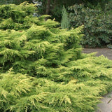 Gold Lace Juniper mass planting with layered golden evergreen foliage