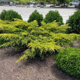 Gold Lace Juniper golden evergreen shrub in landscape bed