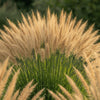 Close‑up of Karl Foerster Feather Reed Grass with golden upright plumes and fine green stems.