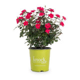 Knock Out roses 3 gallon red pink white flowering shrubs in nursery containers