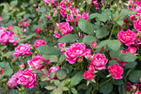Knock Out roses used in landscape mass planting with continuous blooms