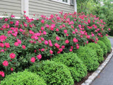 Knock Out® Rose – 3 Gallon – Red, Pink, White
