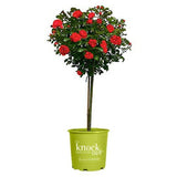 Knock Out rose tree 5 gallon red and pink 3/4 standard in nursery container