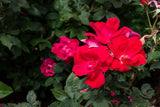 Close-up of Knock Out rose tree blooms showing red and pink flowers