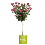 Knock Out® Rose Tree – 5 Gallon – Red & Pink – 3/4 Standard