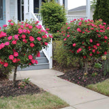 Knock Out rose trees used in landscape as symmetrical entryway planting