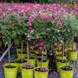 Knock Out® Rose Tree – 5 Gallon – Red & Pink – 3/4 Standard